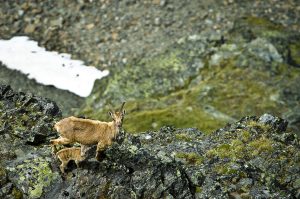 20140704-Buchebner-1-50-_MG_4867