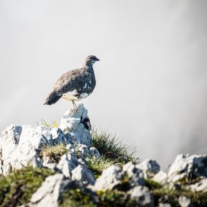 20160622-photo_peter_buchebner-0Z7A6418