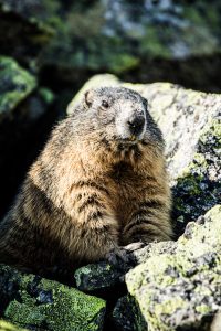 20170516-photo_peter_buchebner-0Z7A5478