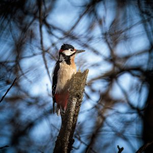 20240206-Canon EOS R6m2-IMG_2063