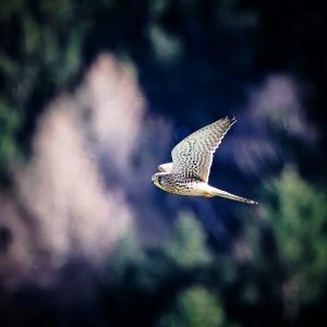 20240304-Canon EOS R6m2-IMG_0317