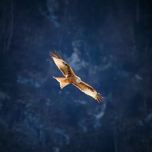 20240311-Canon EOS R6m2-IMG_2823