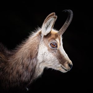 20240313-Canon EOS R6m2-IMG_6134