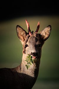 20240320-Canon EOS R6m2-IMG_1405