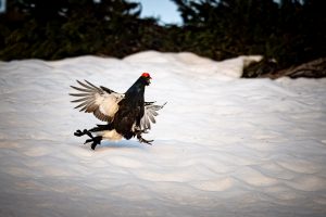 20240511-Canon EOS R6m2-IMG_6226